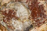 Polished Petrified Wood (Araucaria) Round - Madagascar #341581-1